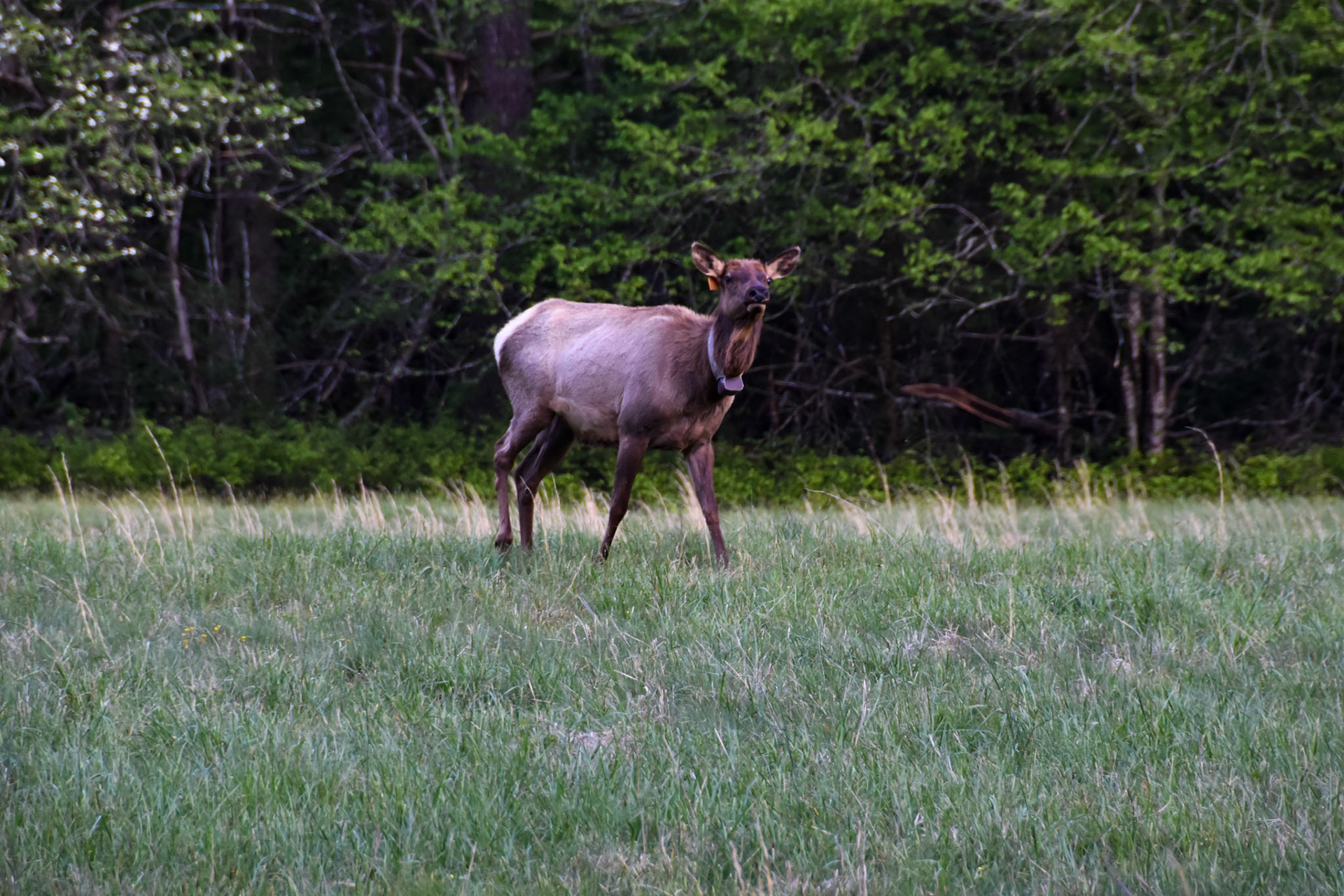 Great Smoky Mountains National Park, TN; May 2022