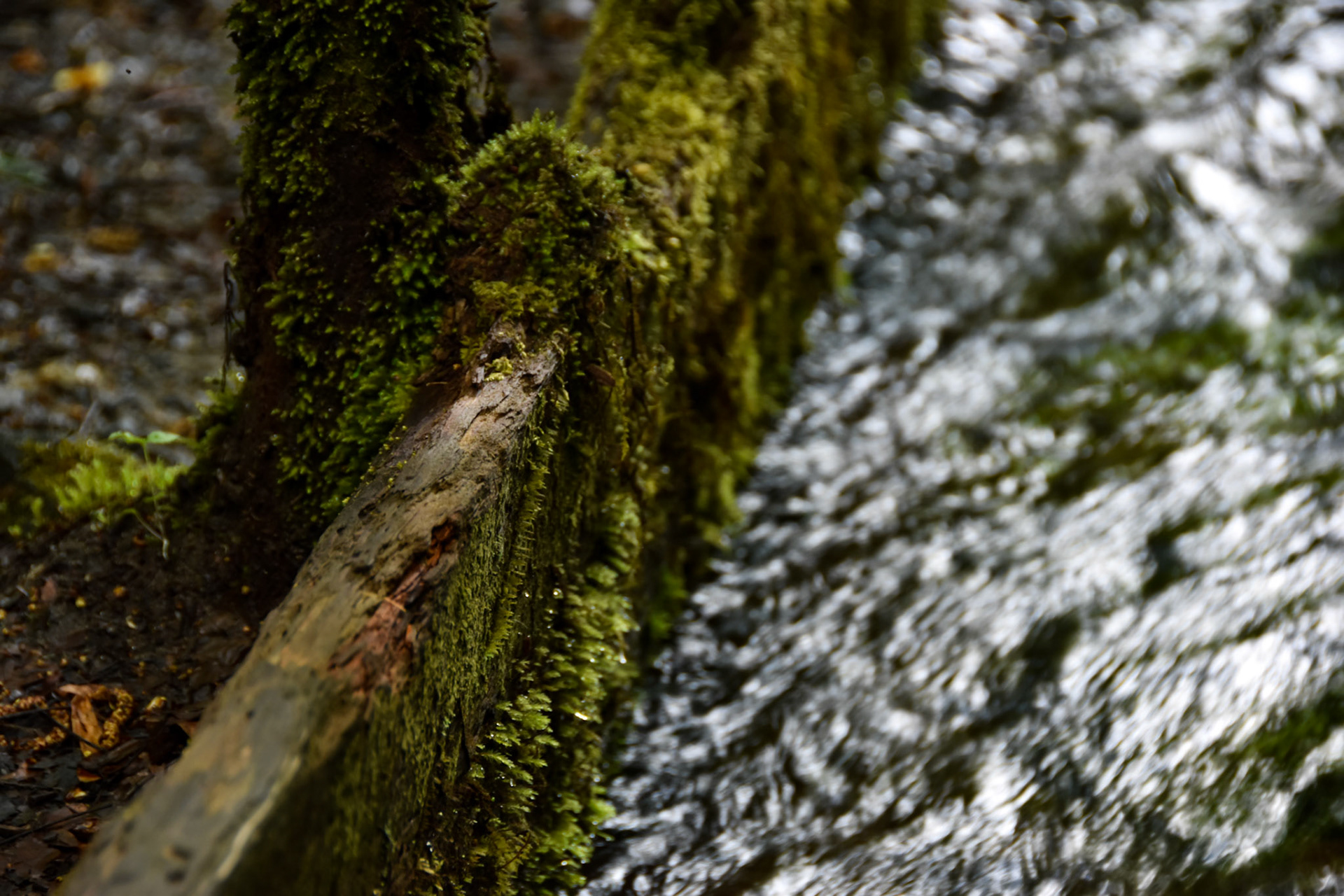 Great Smoky Mountains National Park, TN; May 2022