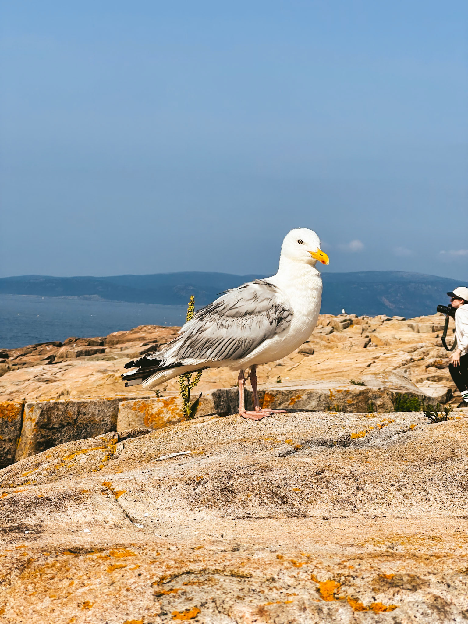 Acadia National Park, Maine; August 2024