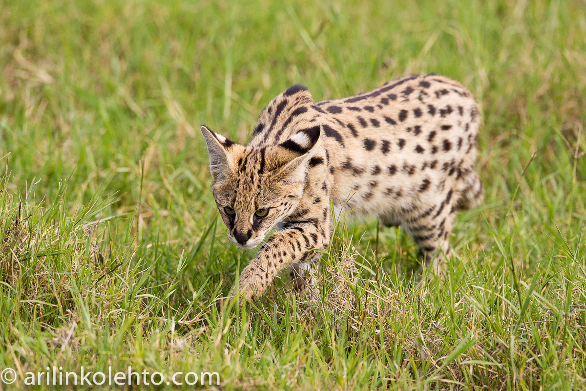 Lintu- ja maisemakuvia | Ari Linkolehto - Big Cats, Northern Tanzania,  Africa