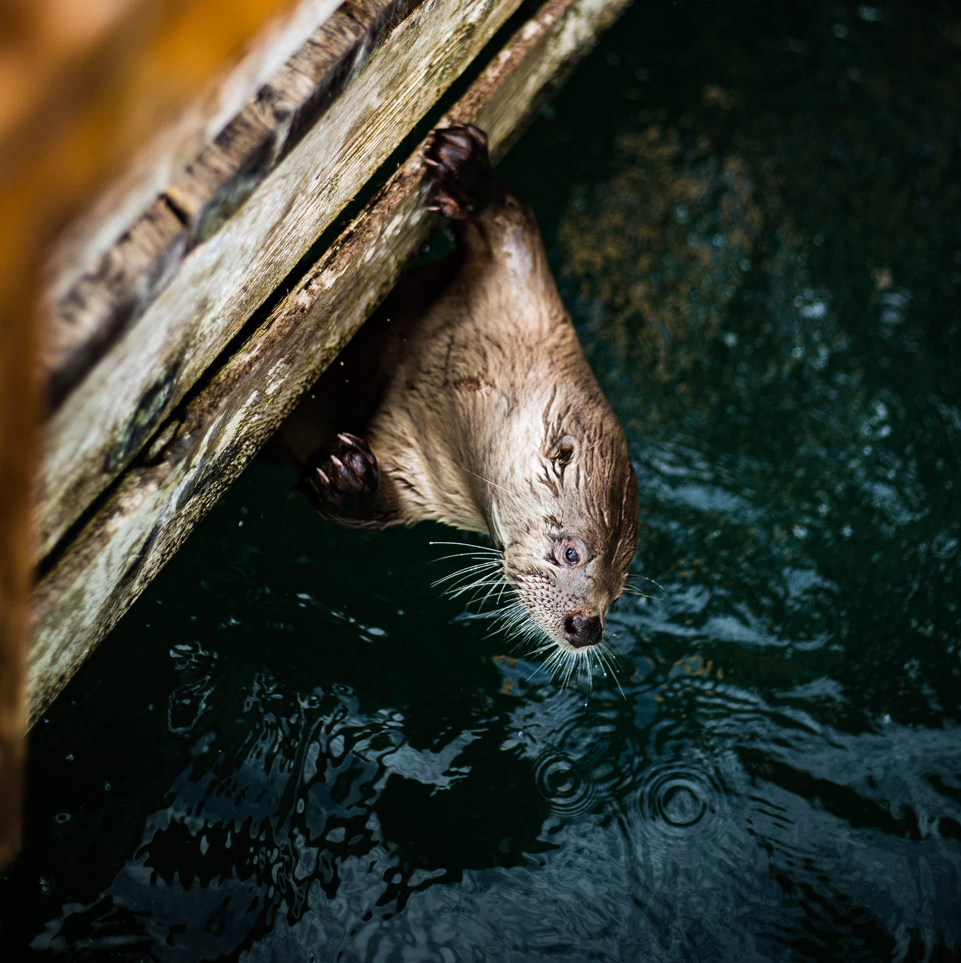 This shot was featured in the Greenpeace 2019 Calendar!