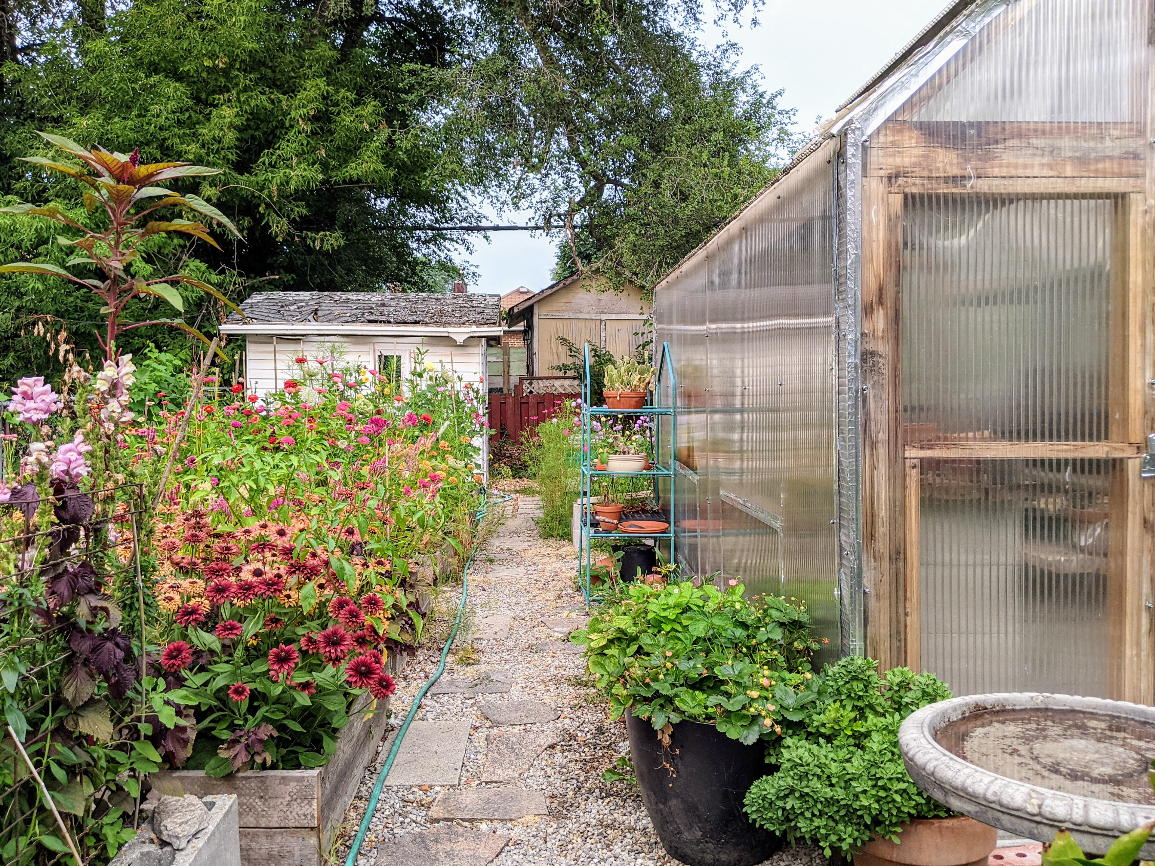 Backyard at 53 Sixteenth Street, New Toronto, Toronto