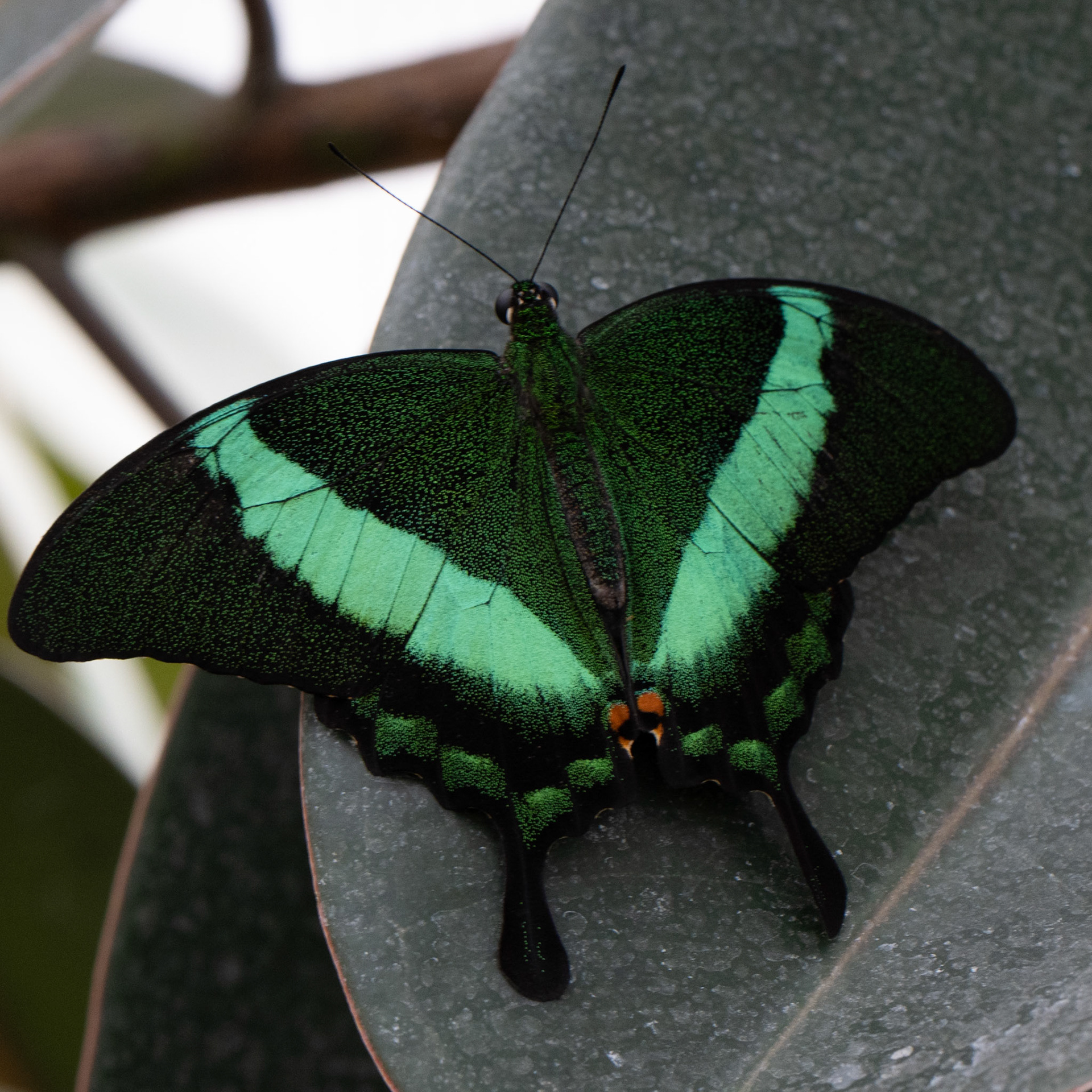 Banded Paecock