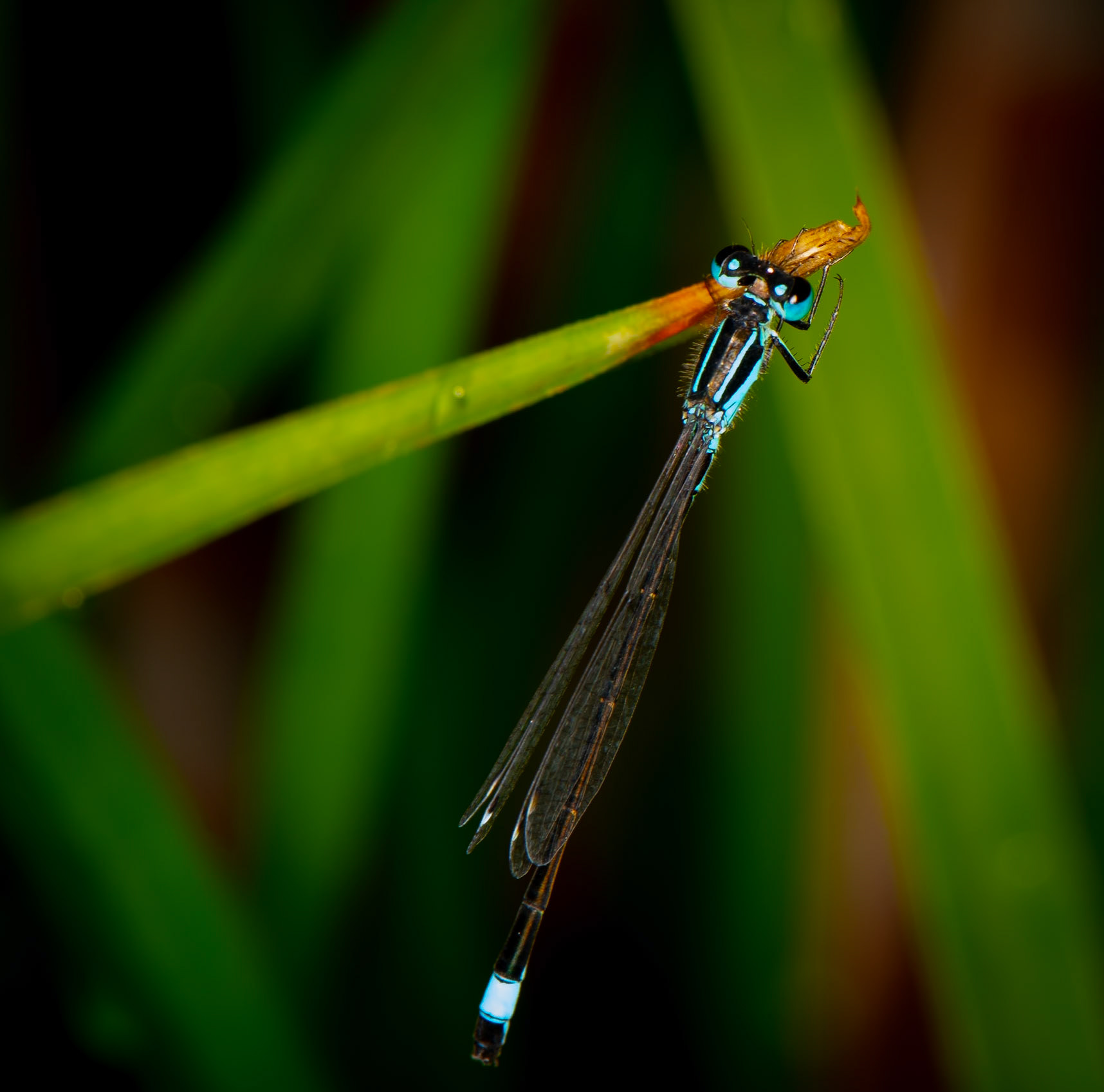 Waterjuffer