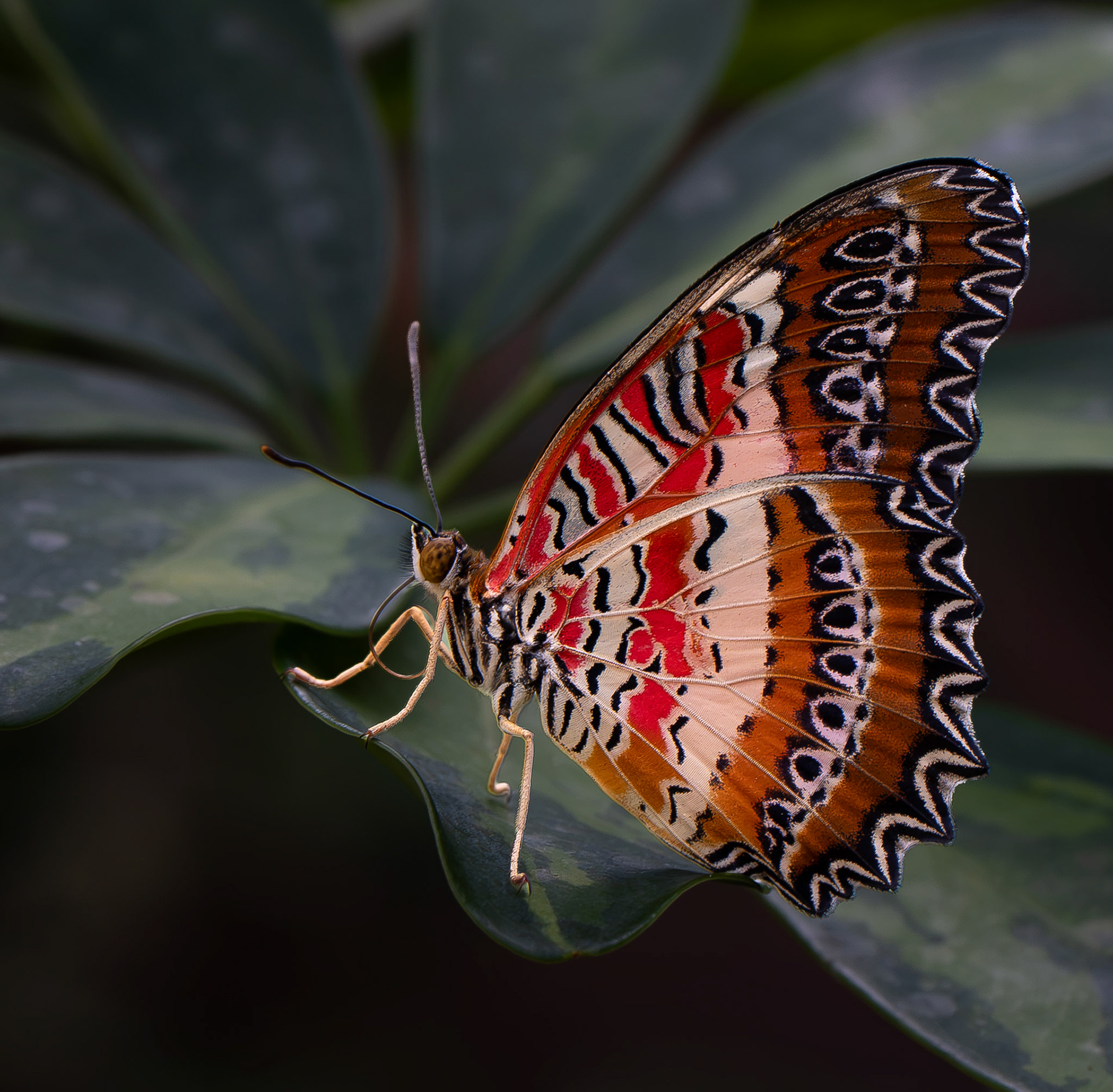 Leopard Lacewing