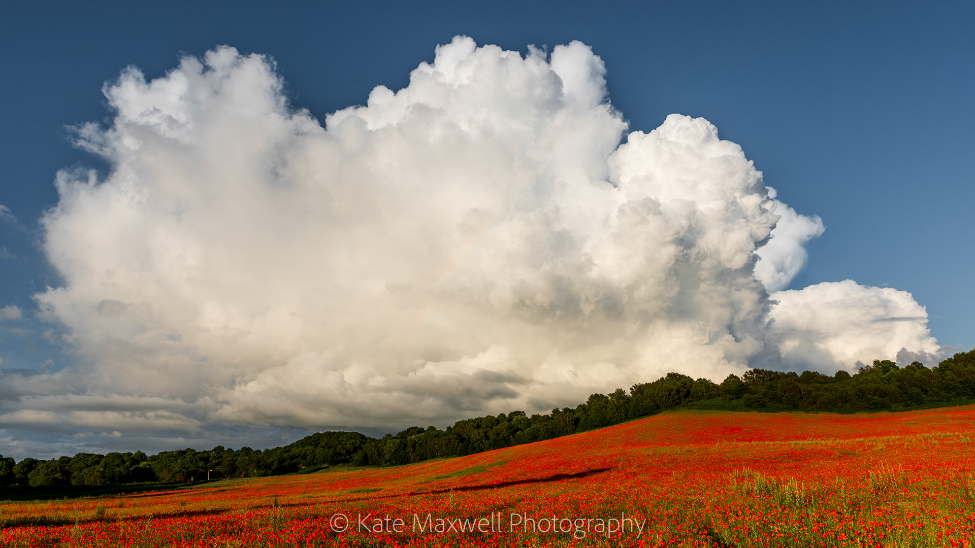 Poppy fields, Bewdley