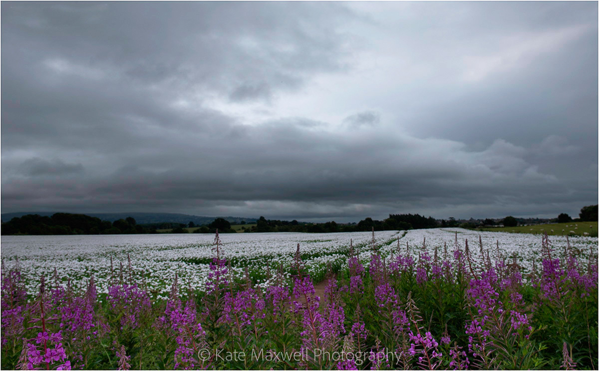 Poppies and fireweed