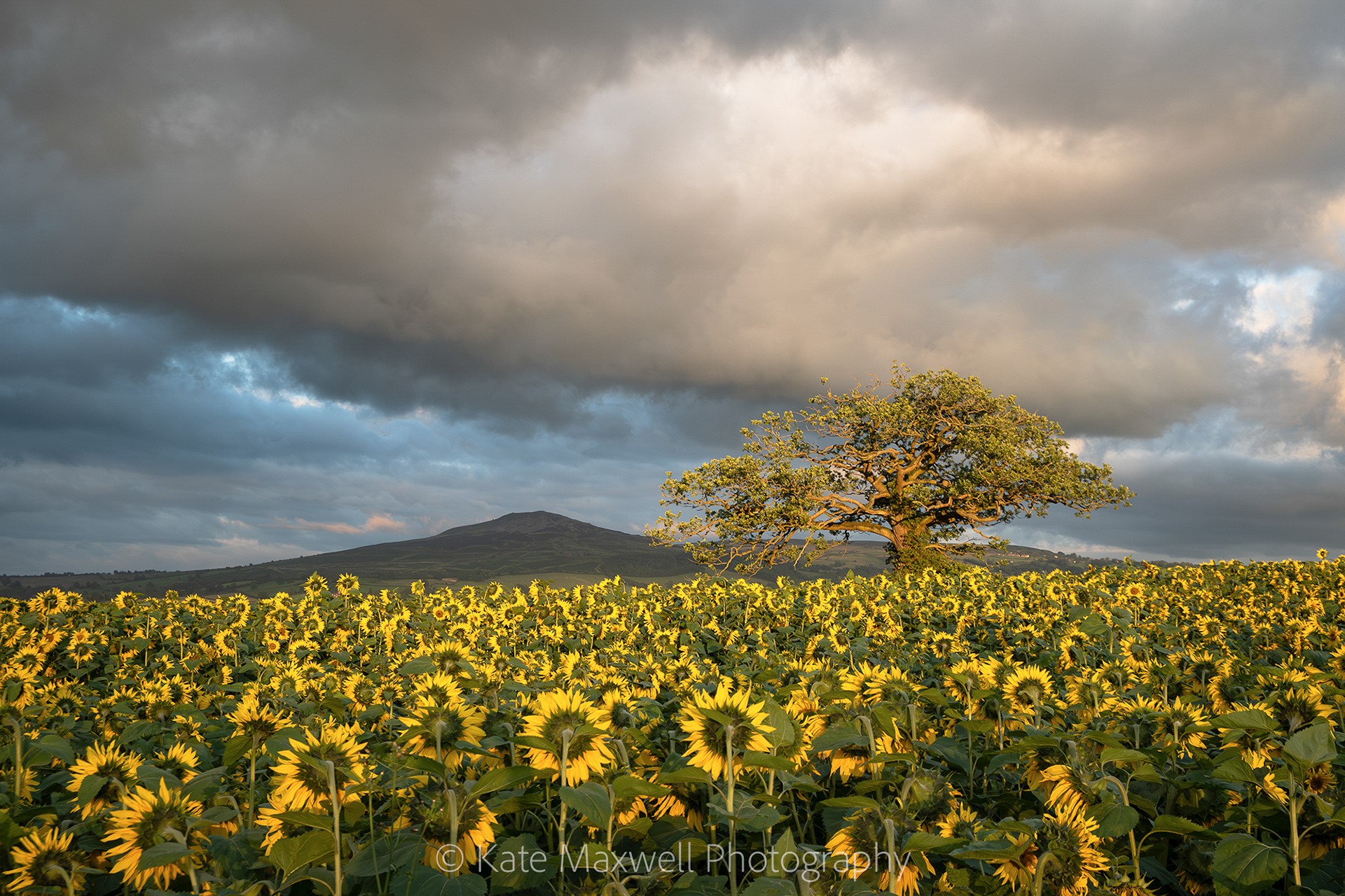 Sunflowers and showers