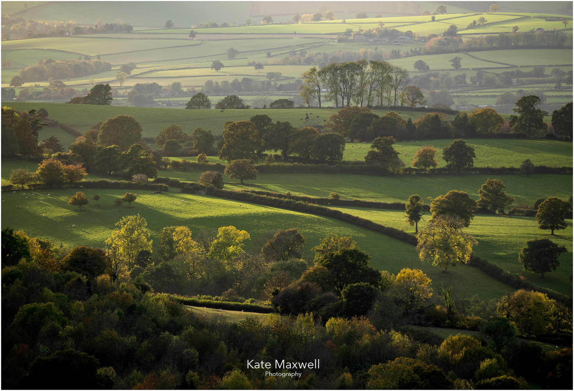 Shropshire fields