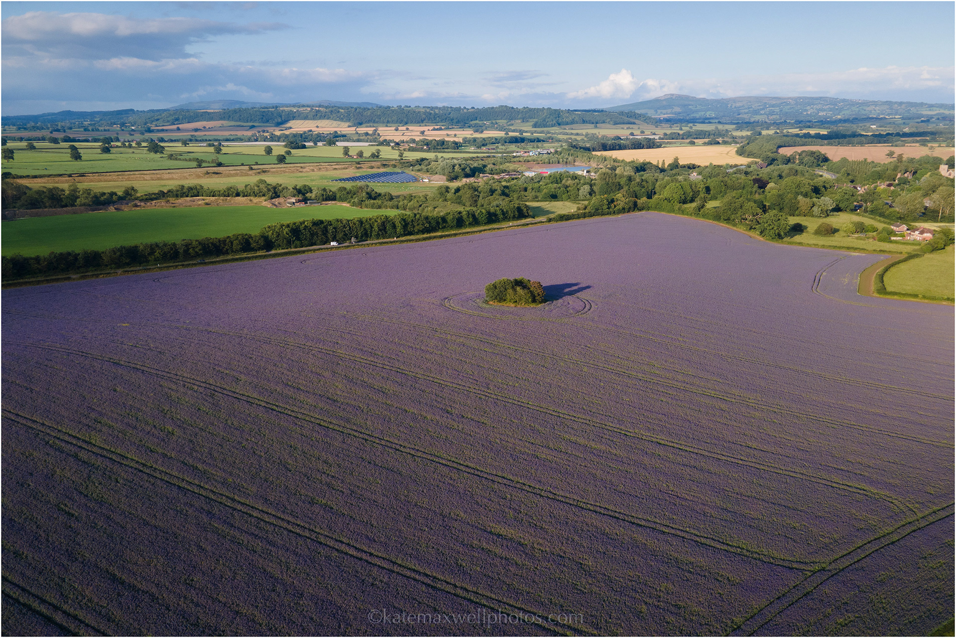 Borage from above