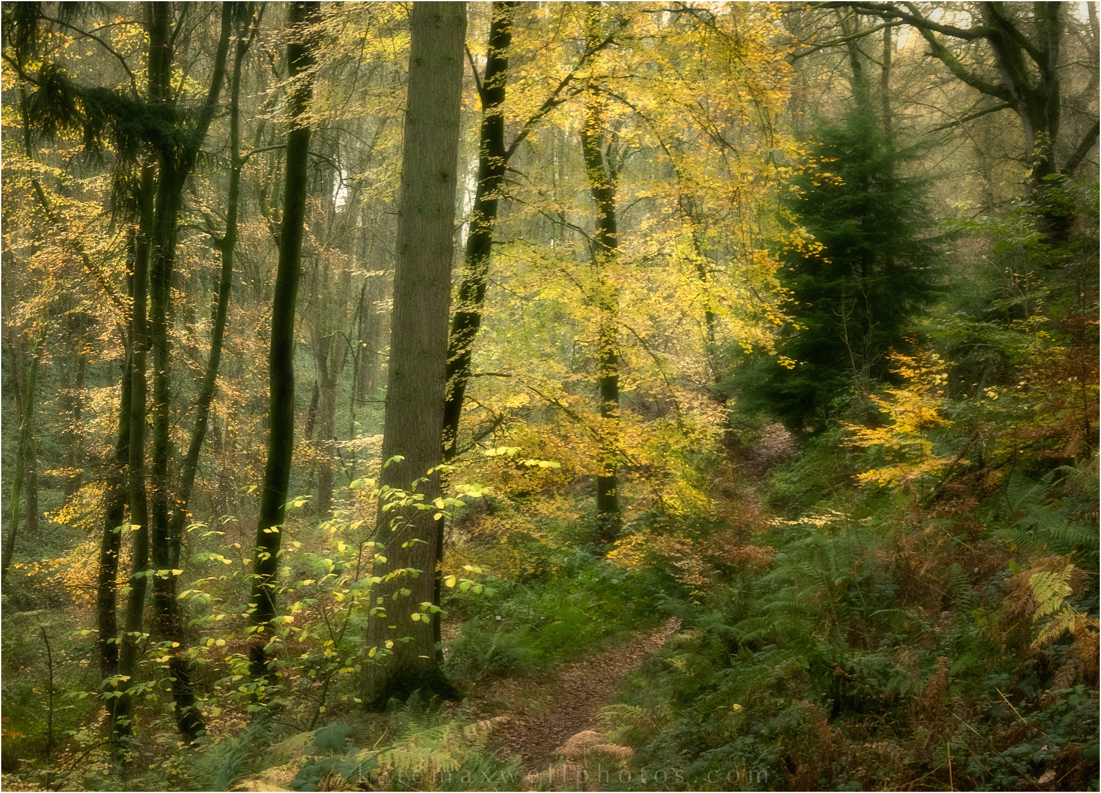 Croft Woods