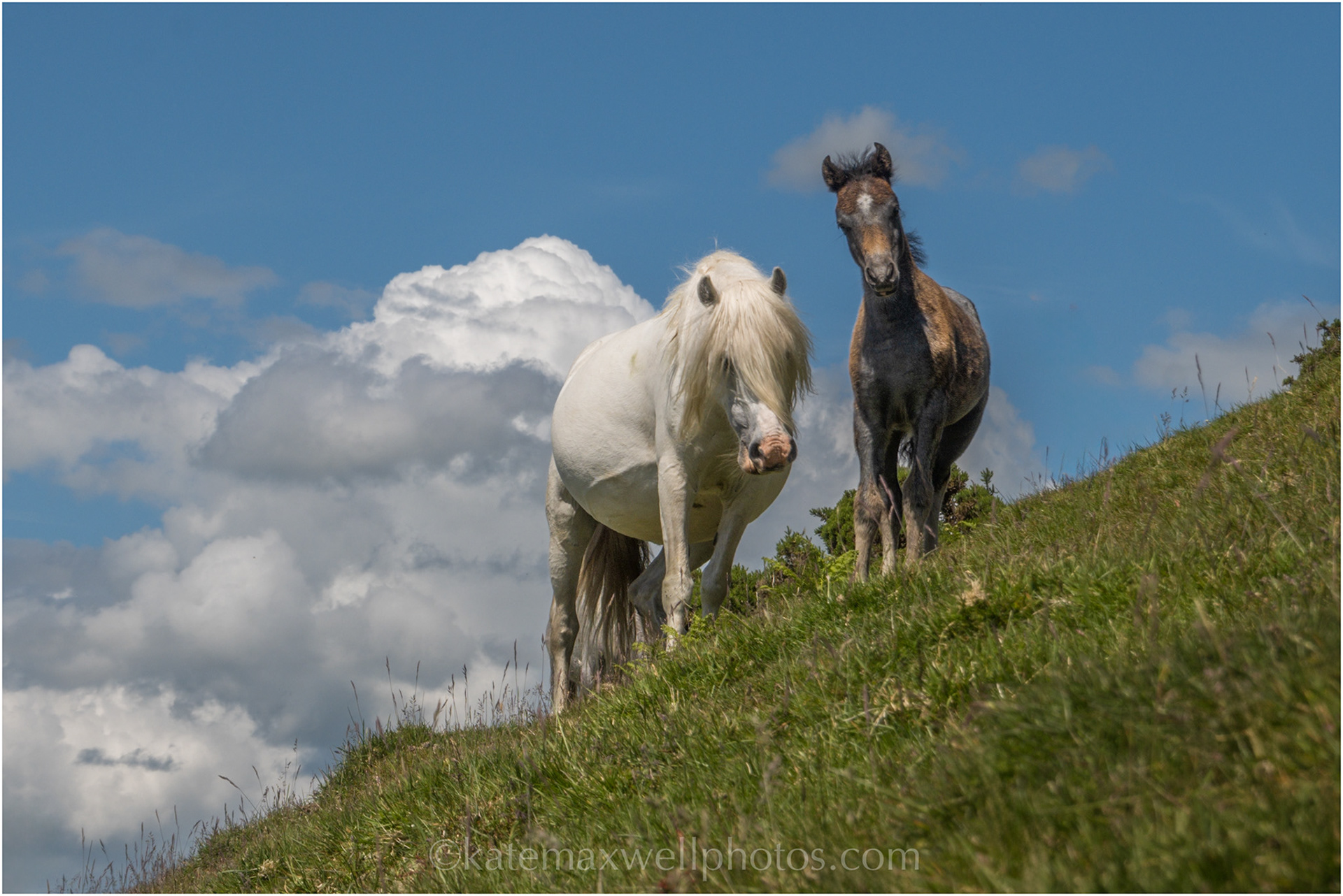 Ponies on the Mynd
