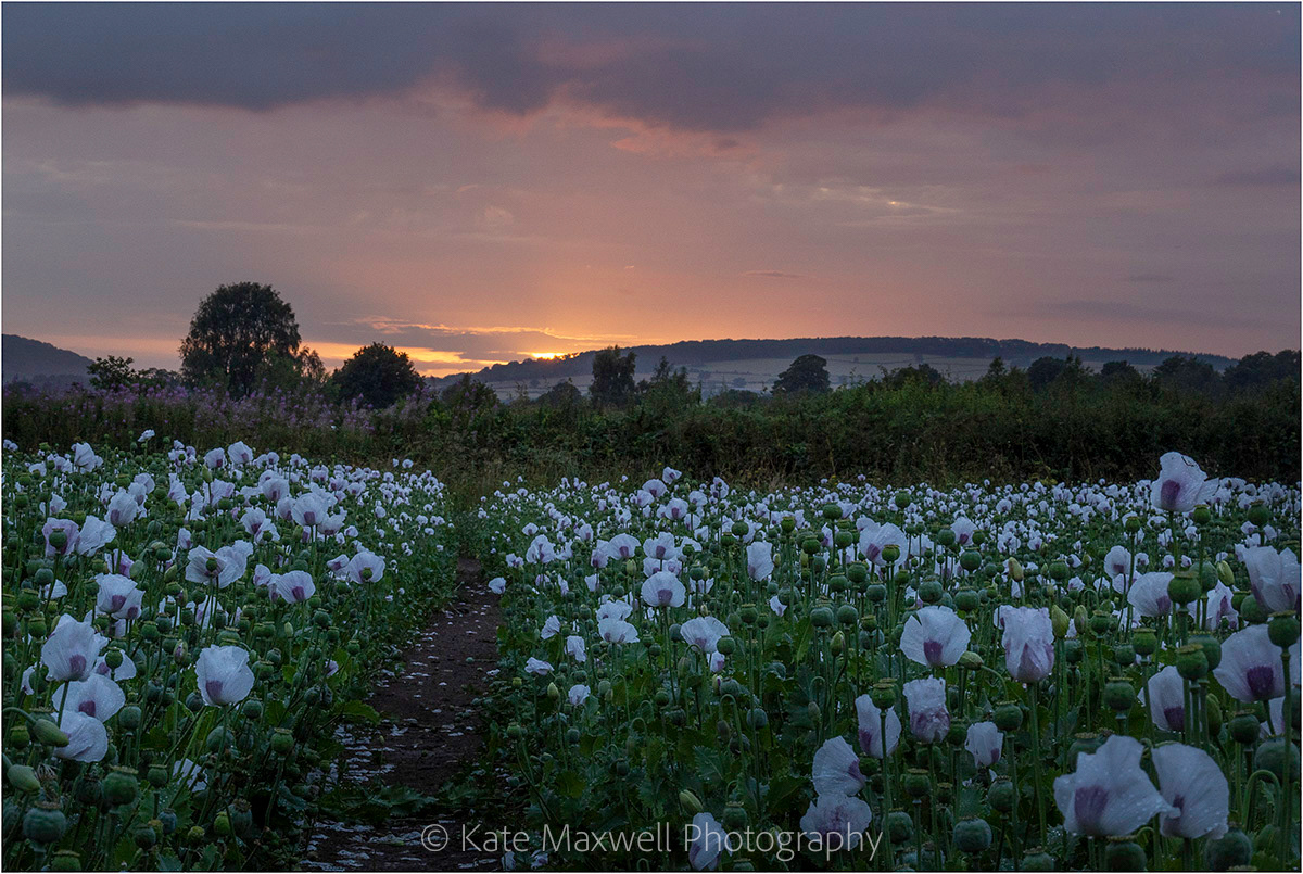 White Poppies
