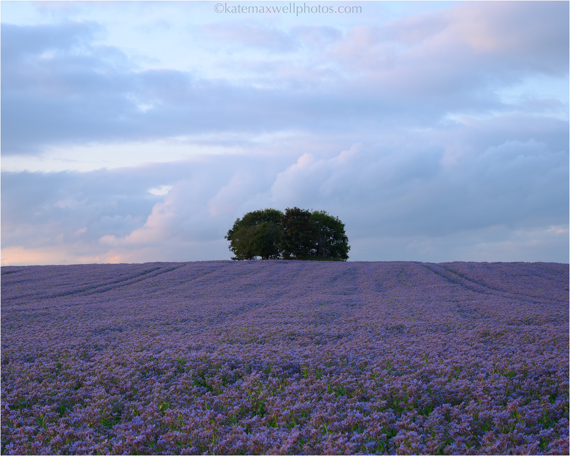 Borage Field