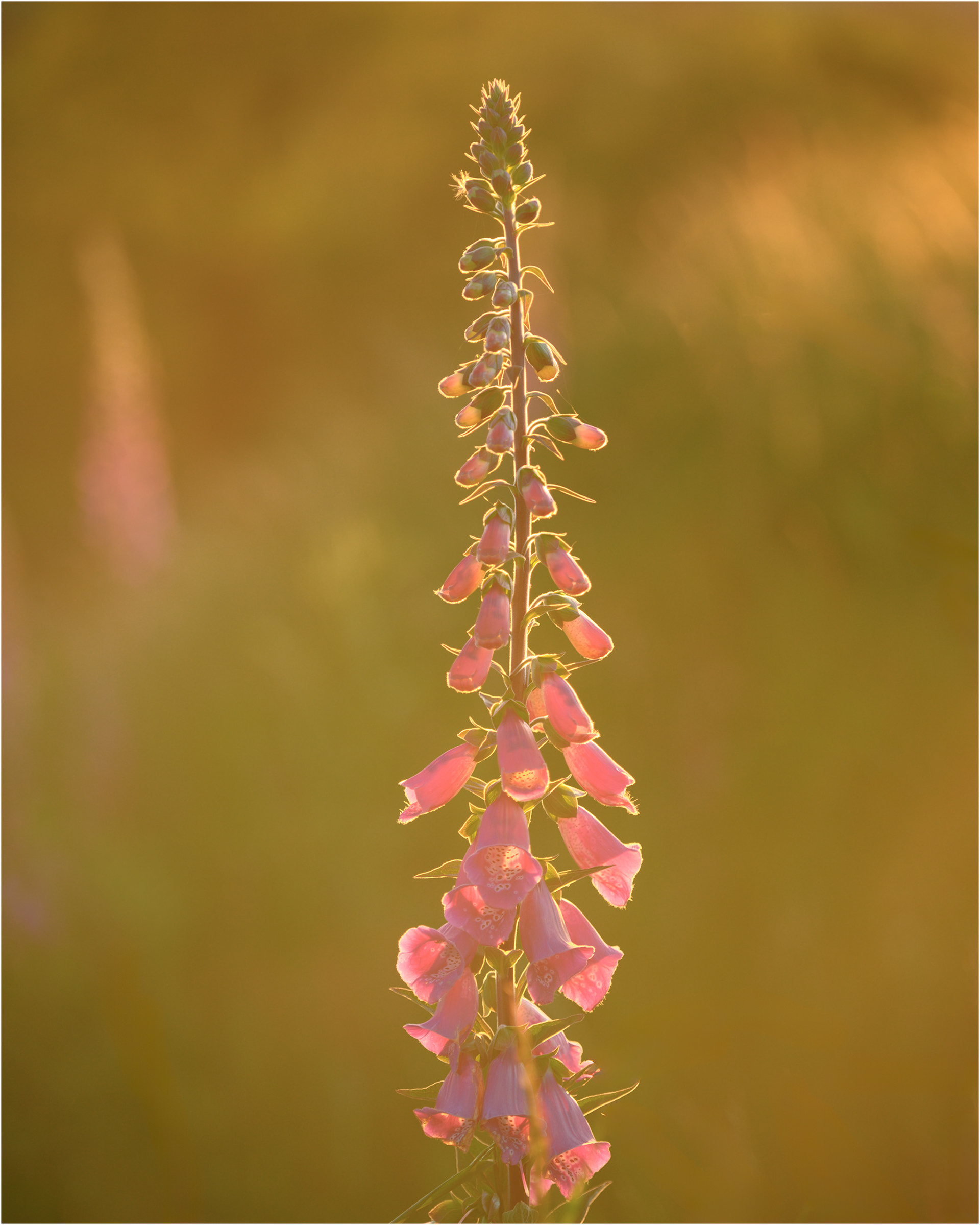 Digitalis