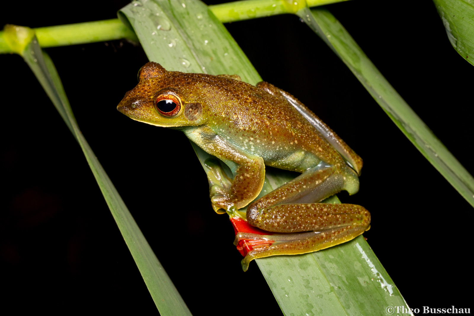 Malayan flying frog, Pahang, Malaysia.