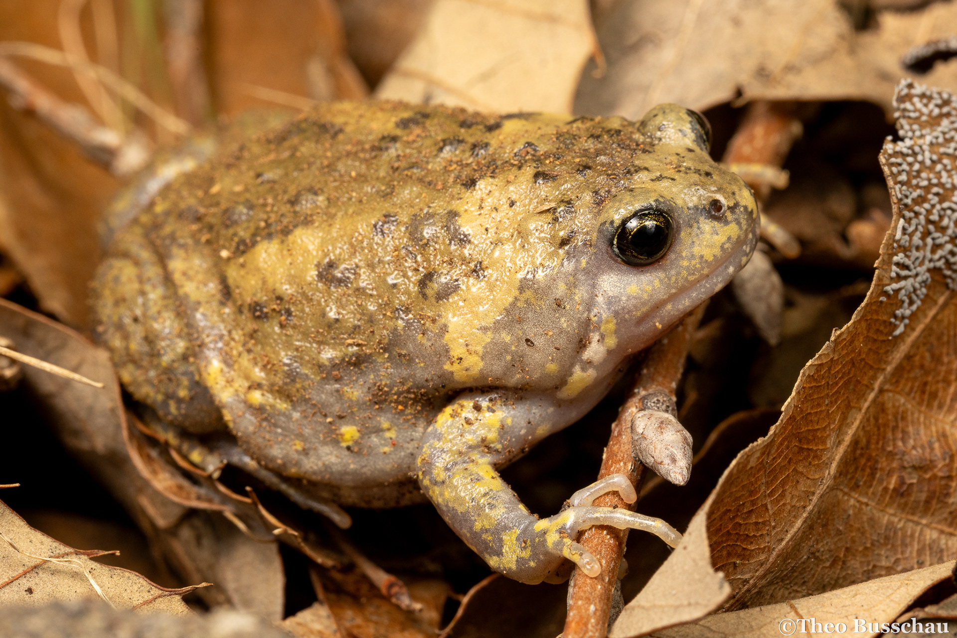 Boreal digging frog, Beijing, China.