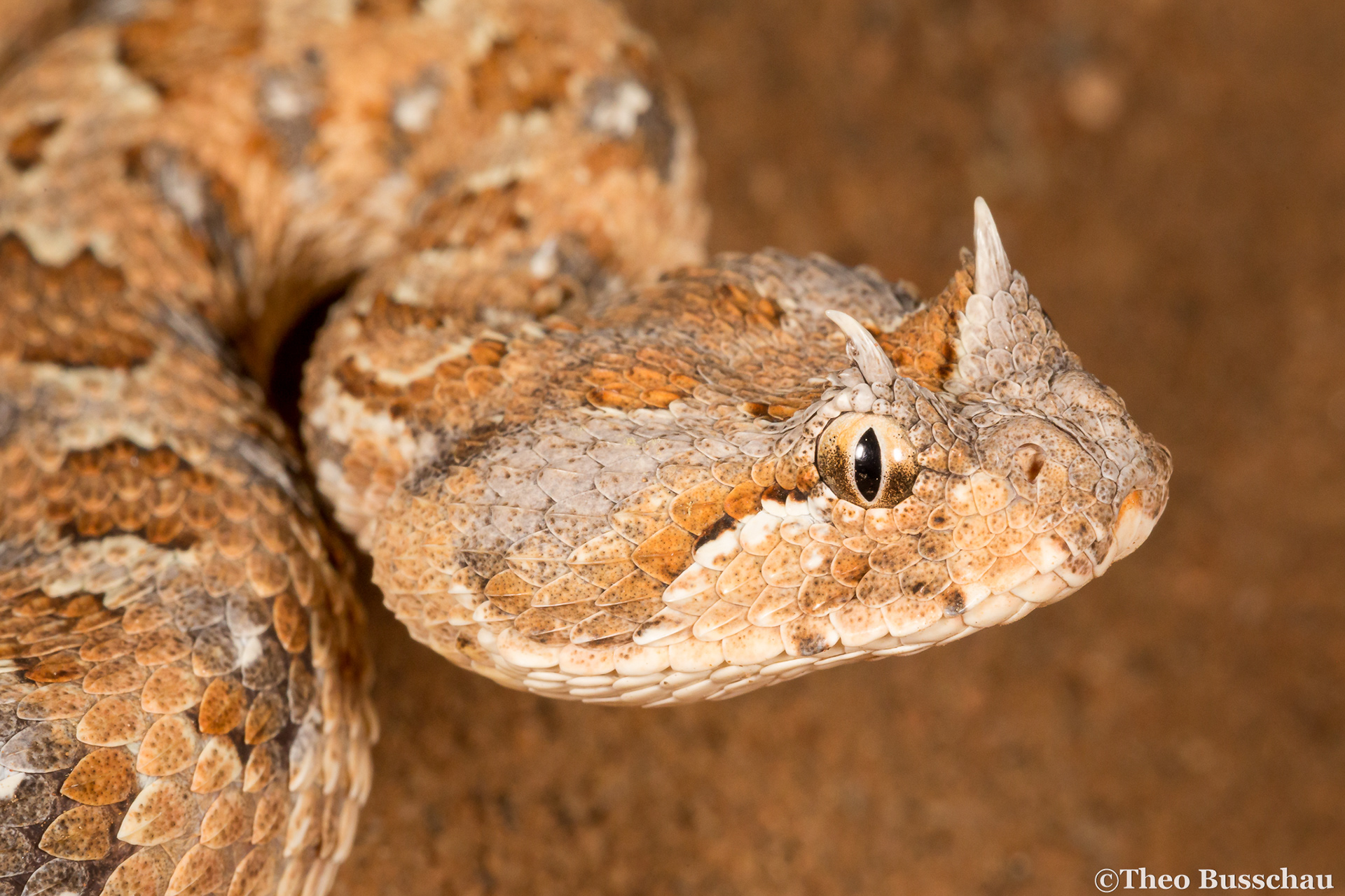 Horned adder, Karas, Namibia