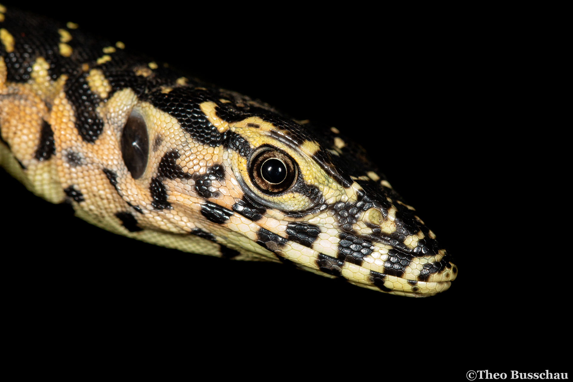 Nile monitor, Mpumalanga, South Africa.