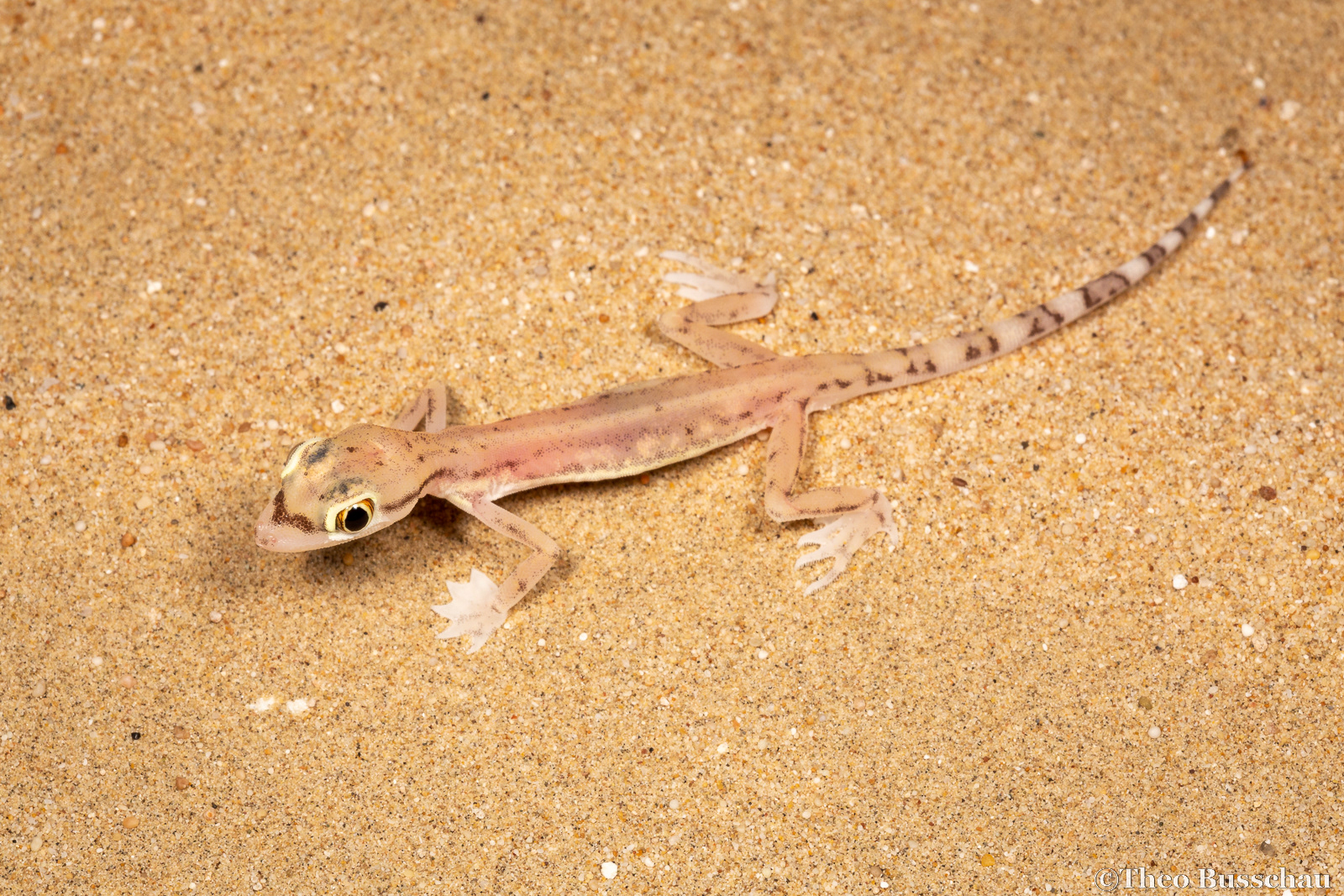 Arabian sand gecko, Dubai, United Arab Emirates.