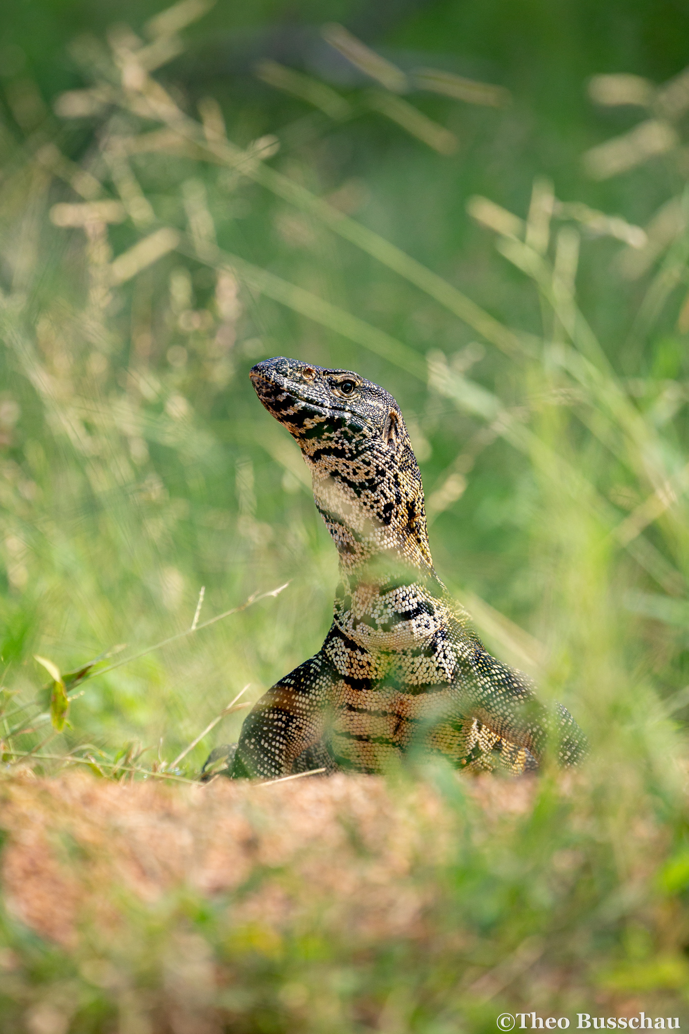 Nile monitor, Mpumalanga, South Africa.