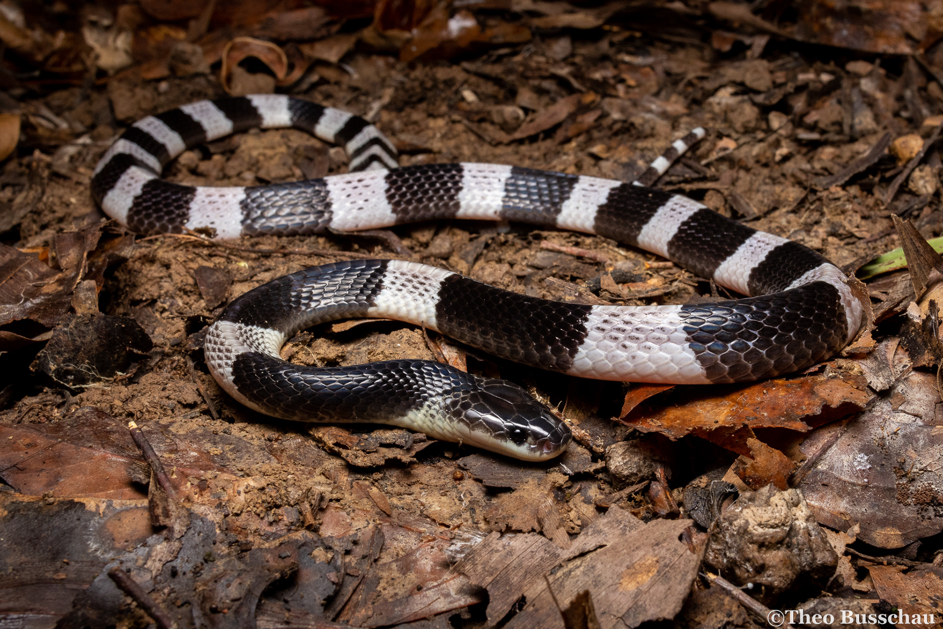 Malayan krait, Dong Nai, Vietnam.