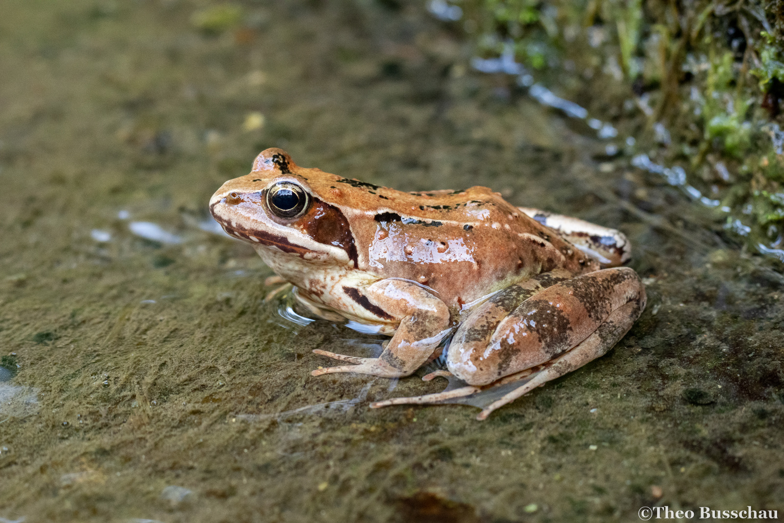 European common frog, Brescia, Italy.
