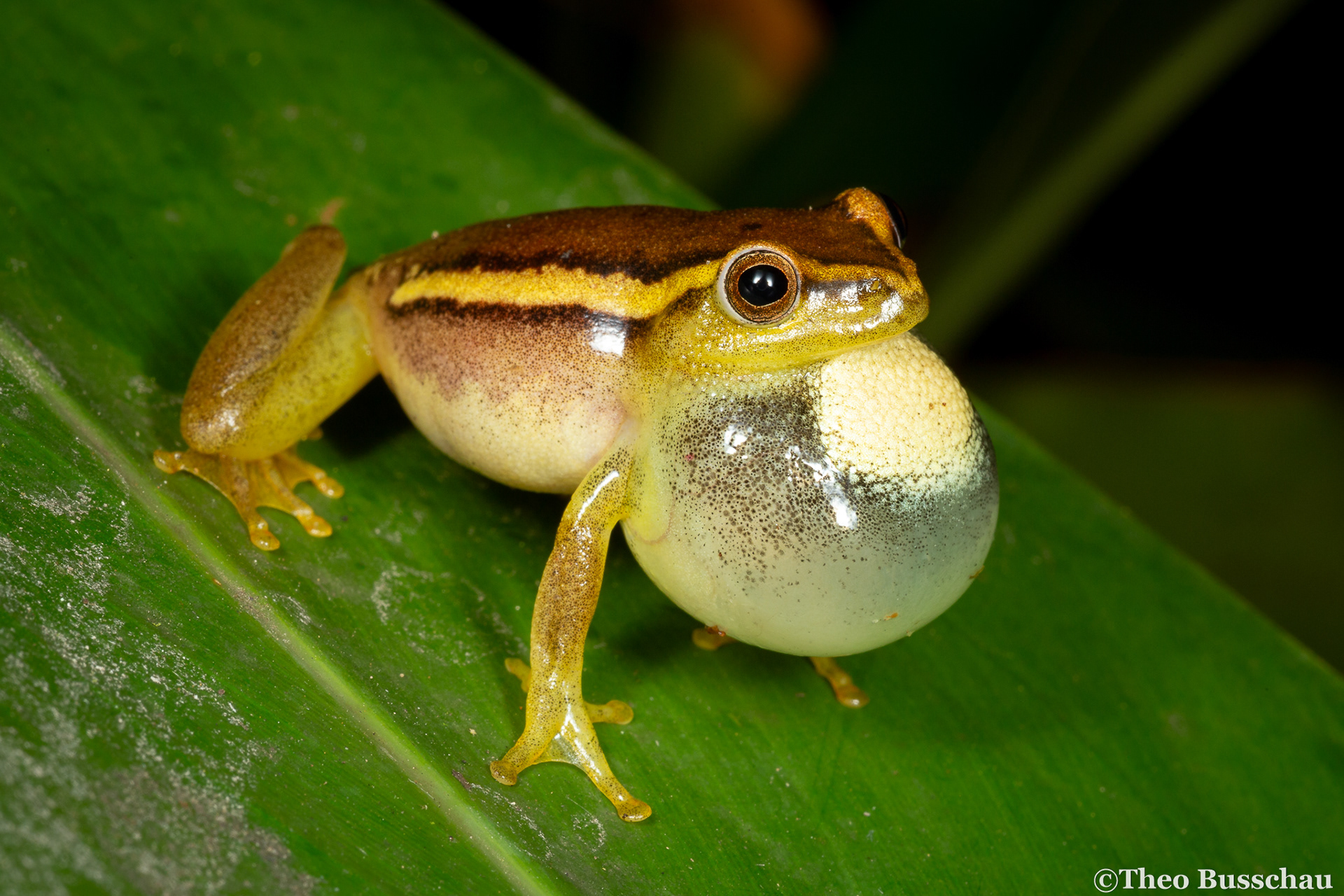 Argus reed frog, KwaZulu-Natal, South Africa.
