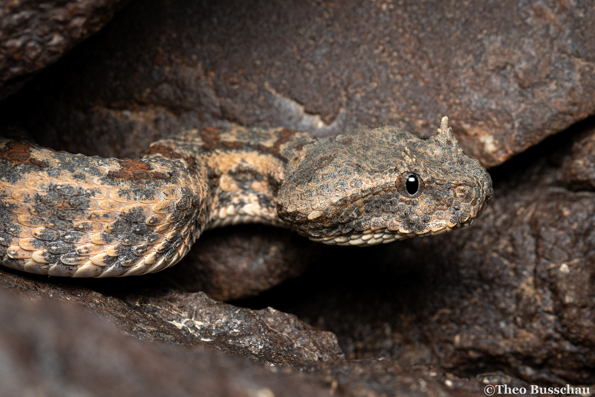 Persian horned viper, Sharjah, United Arab Emirates.