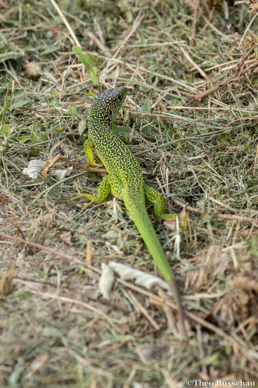 Western green lizard, Ferrara, Italy.