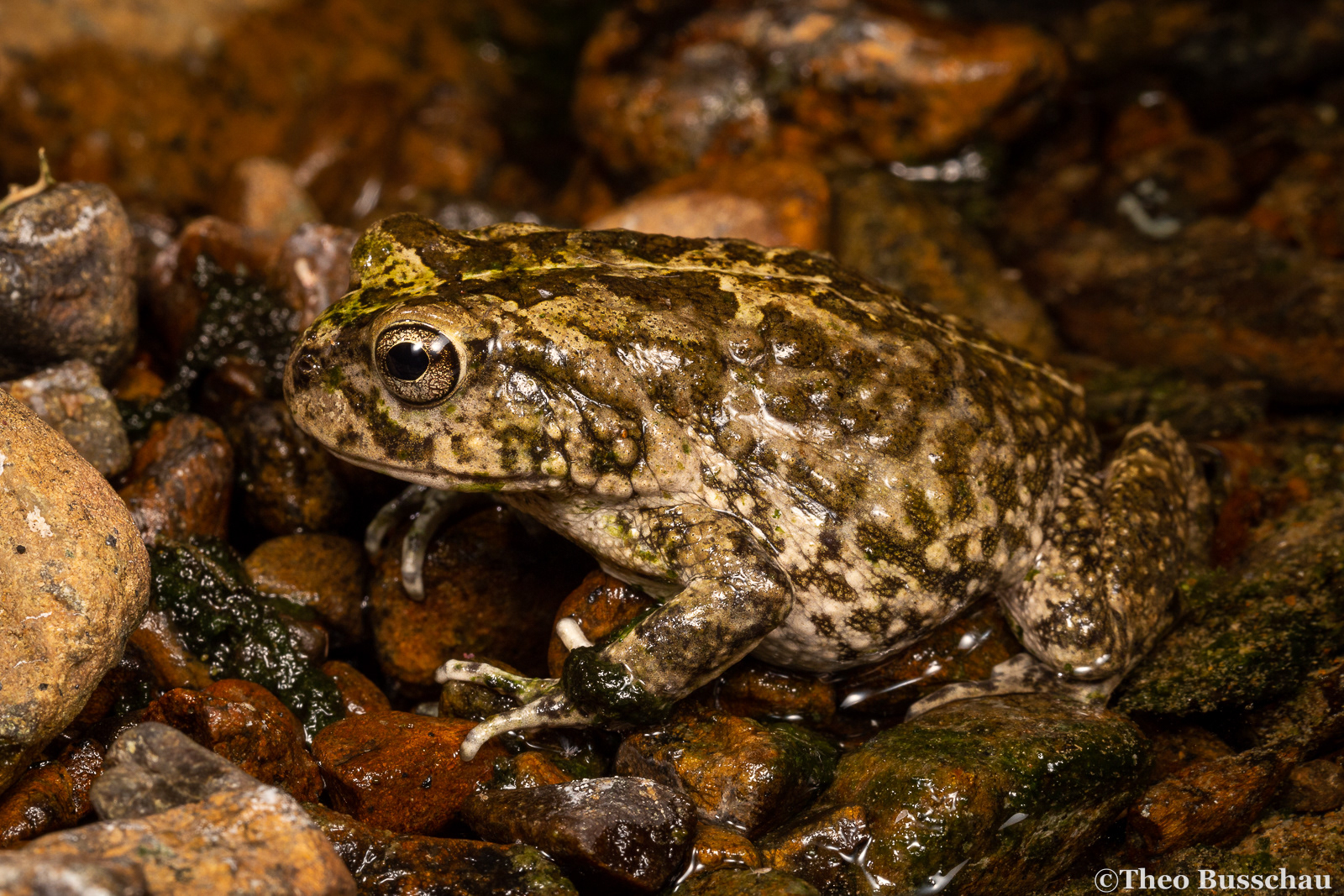 Arabian toad, Madha, Oman.