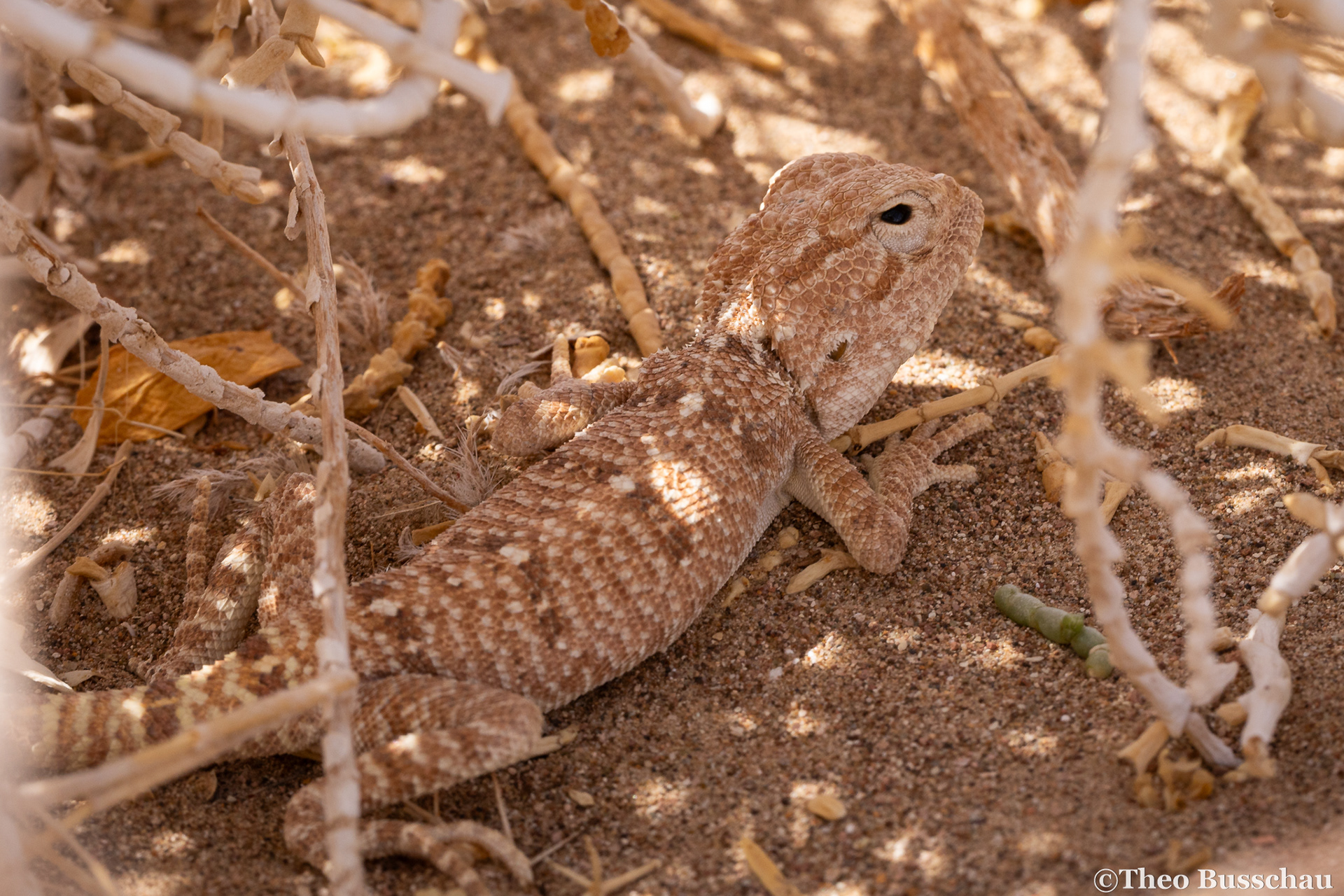 Yellow-spotted agama, Ad Dhahirah, Oman.