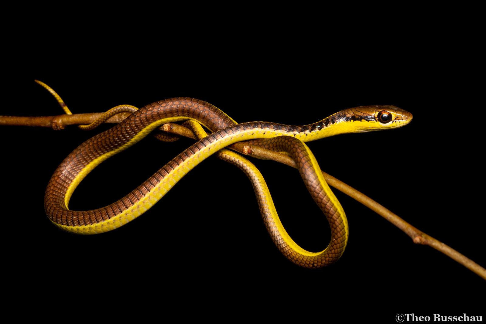 Burmese bronzeback, Dong Nai, Vietnam.