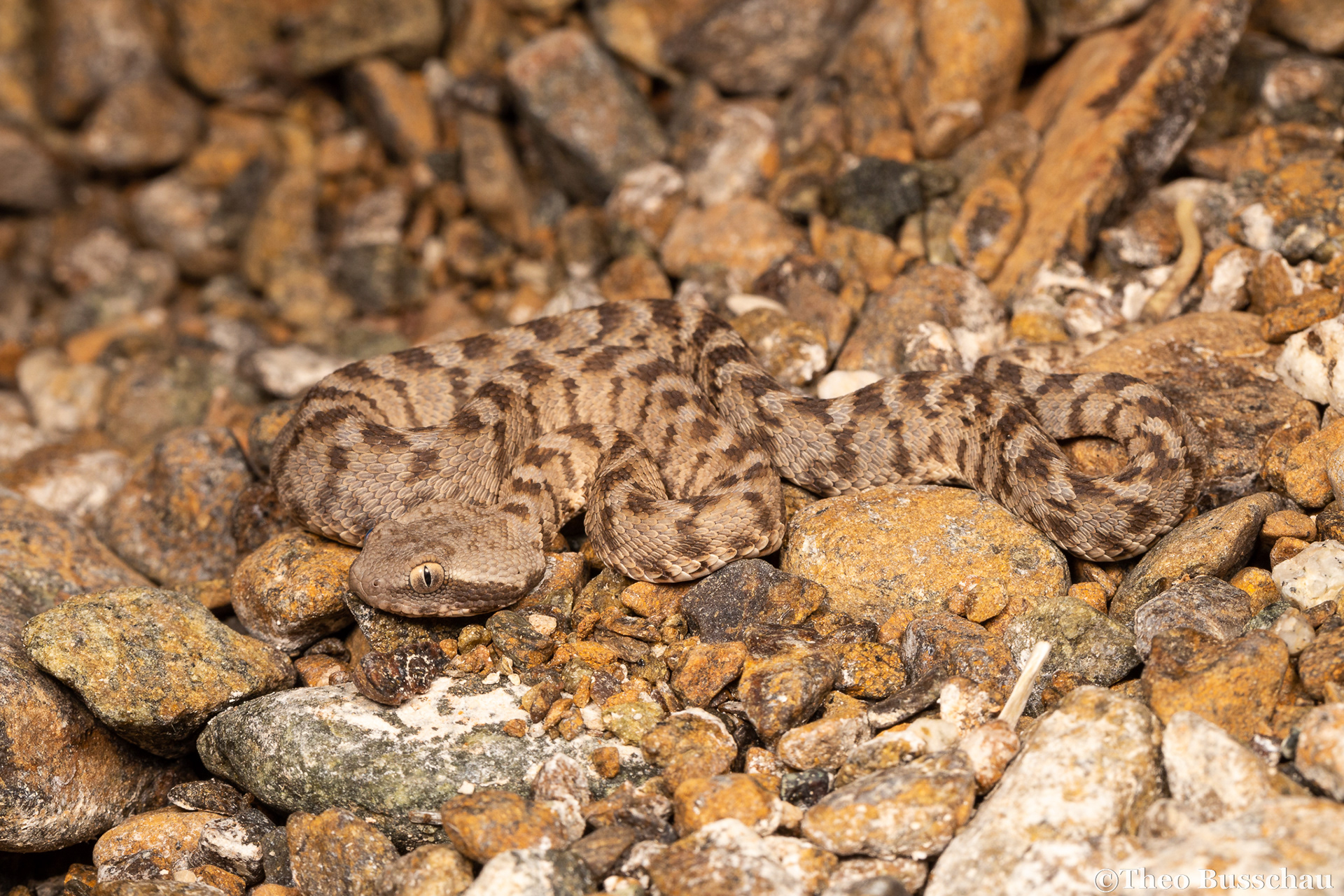 Oman saw-scaled viper, Madha, Oman.