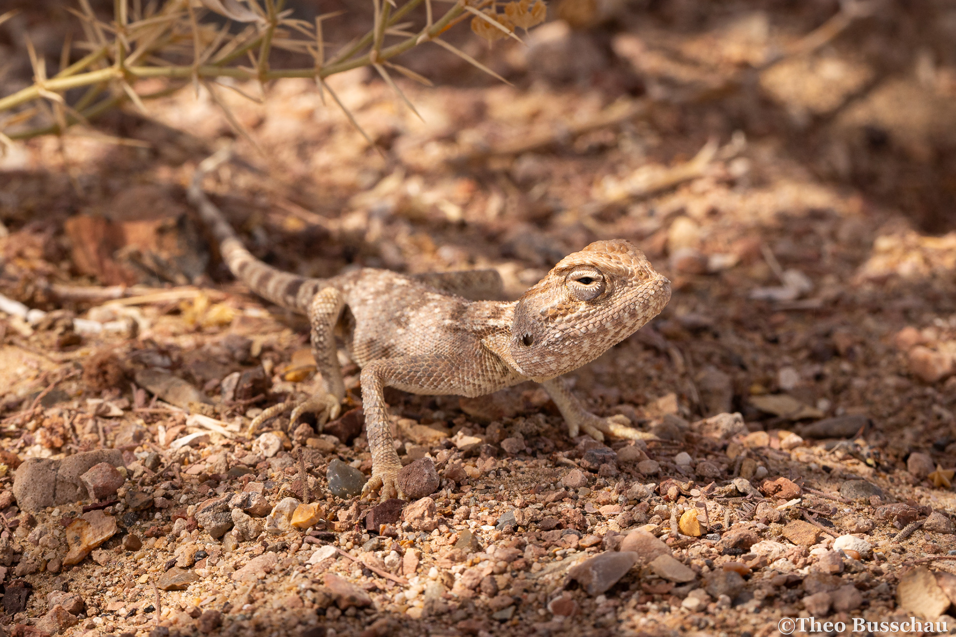 Yellow-spotted agama, Ad Dhahirah, Oman.