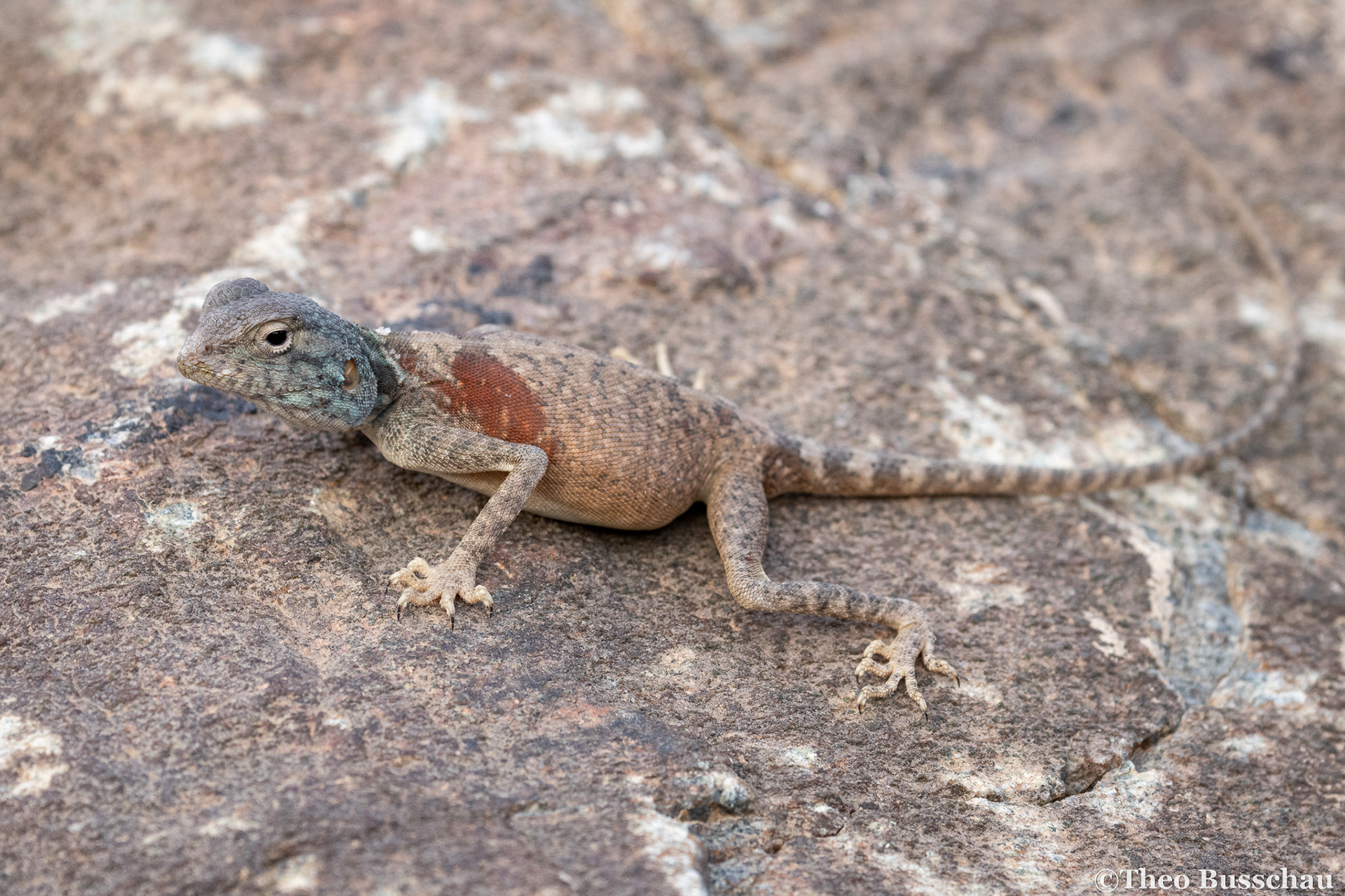 Hajar rock agama, Sharjah, United Arab Emirates.