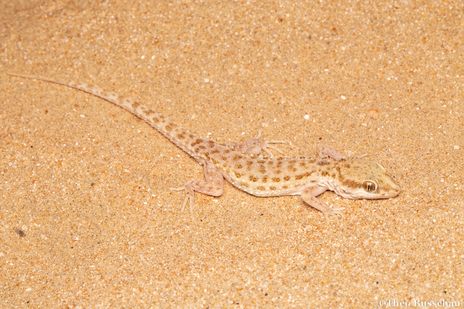 Baluch rock gecko, Abu Dhabi, United Arab Emirates.