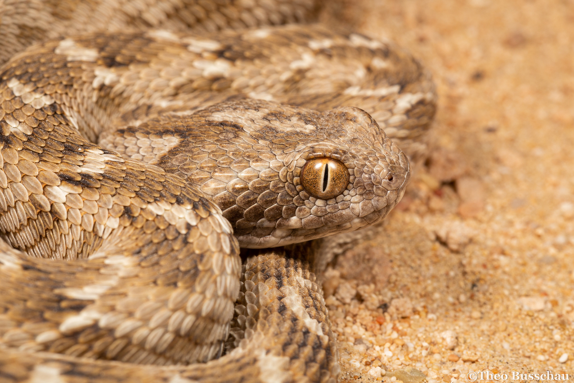 Sindh saw-scaled viper, Dubai, United Arab Emirates.