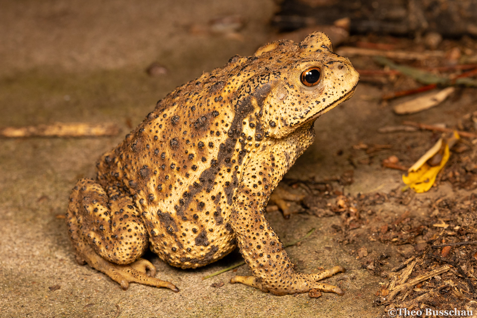 Asiatic toad, Beijing, China.
