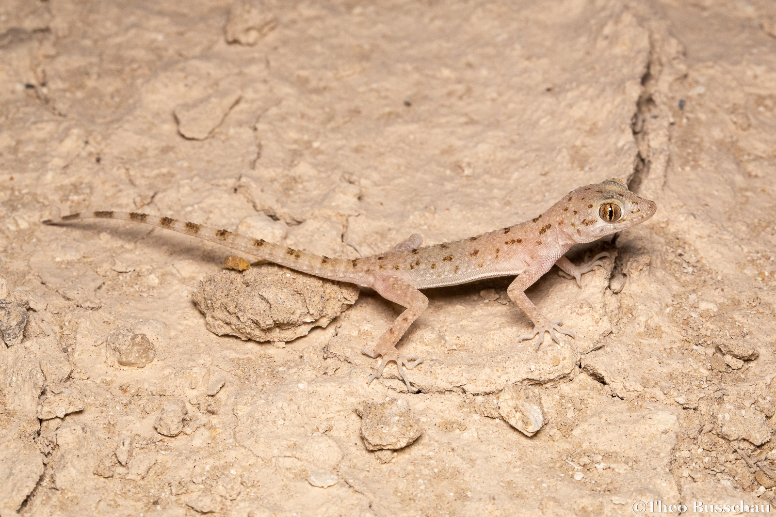  Rough bent-toed gecko, Abu Dhabi, United Arab Emirates.