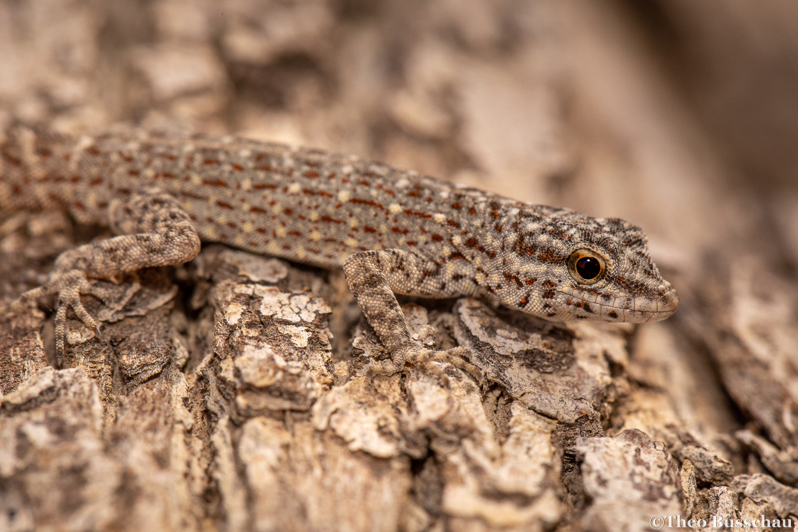 Rock semaphore gecko, Fujairah, United Arab Emirates.