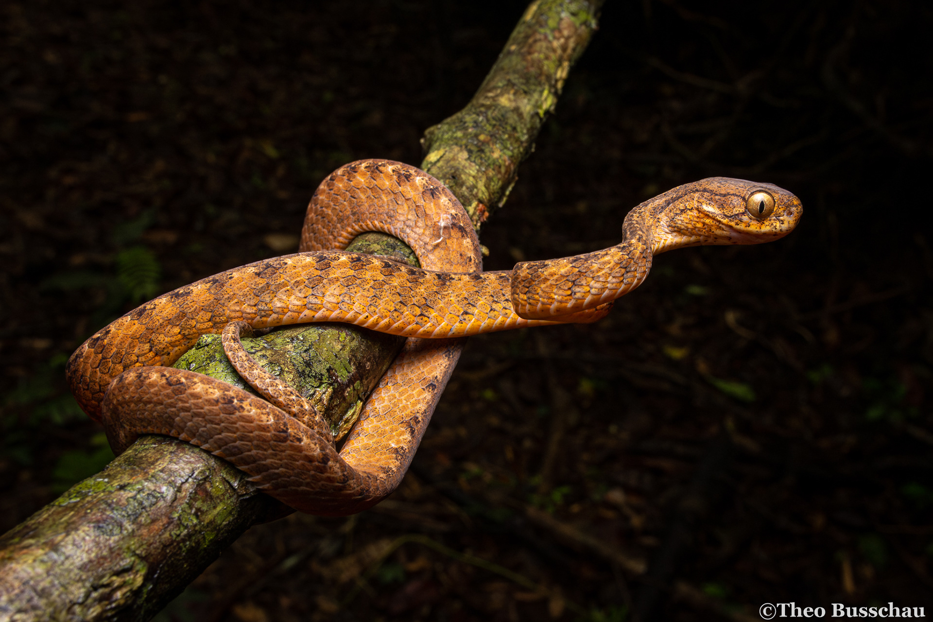Berdmore's slug snake, Dong Nai, Vietnam.