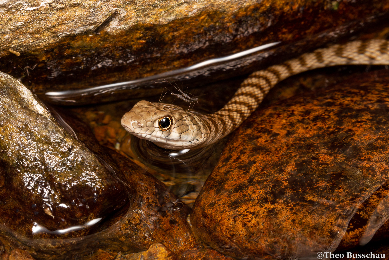 Wadi racer, Madha, Oman.