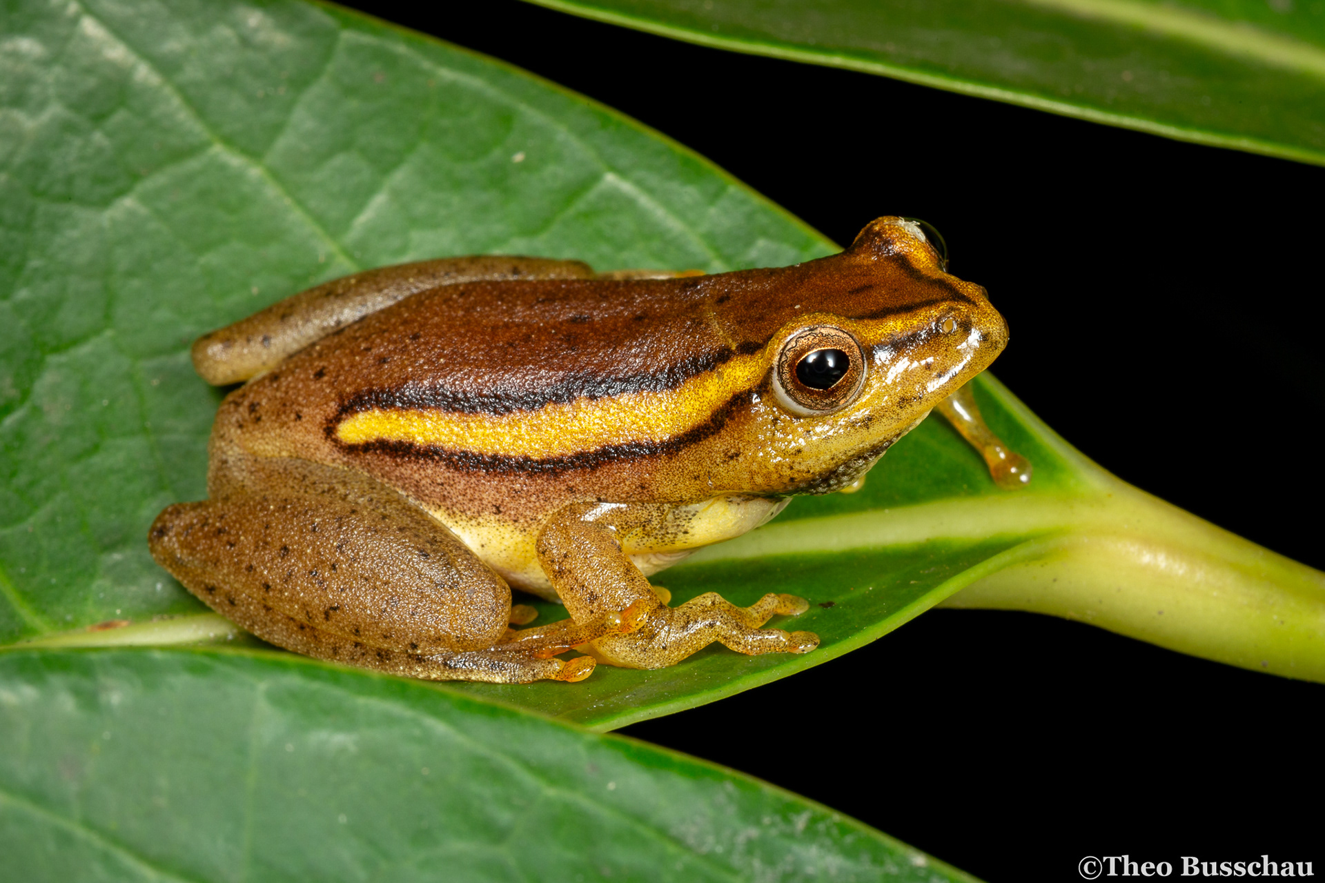 Argus reed frog, KwaZulu-Natal, South Africa.