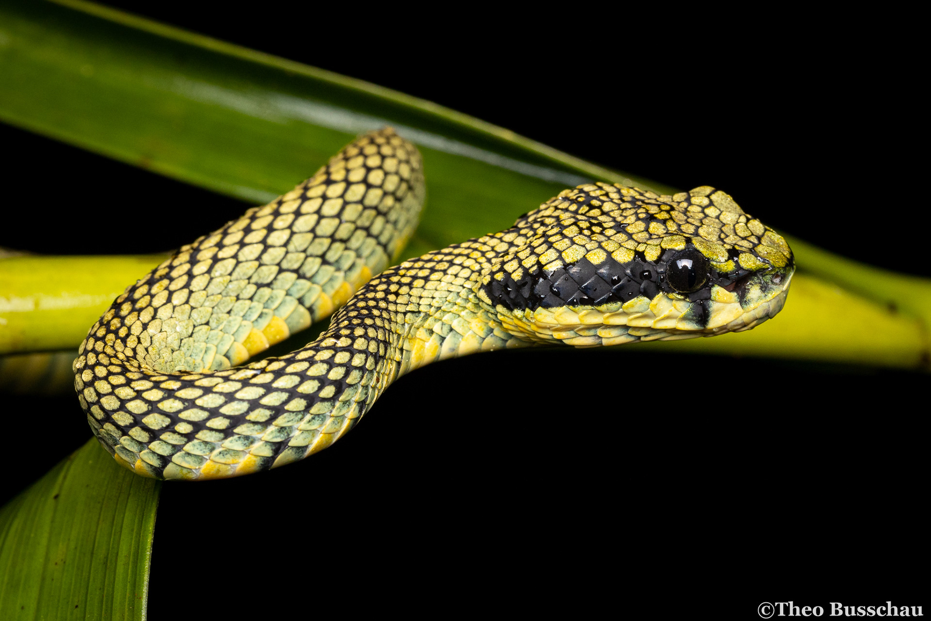 Sri Lankan green pit viper, Sabaragamuwa, Sri Lanka.