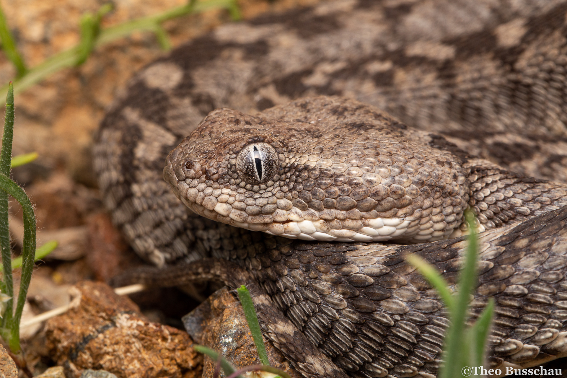 Oman saw-scaled viper, Dubai, United Arab Emirates.