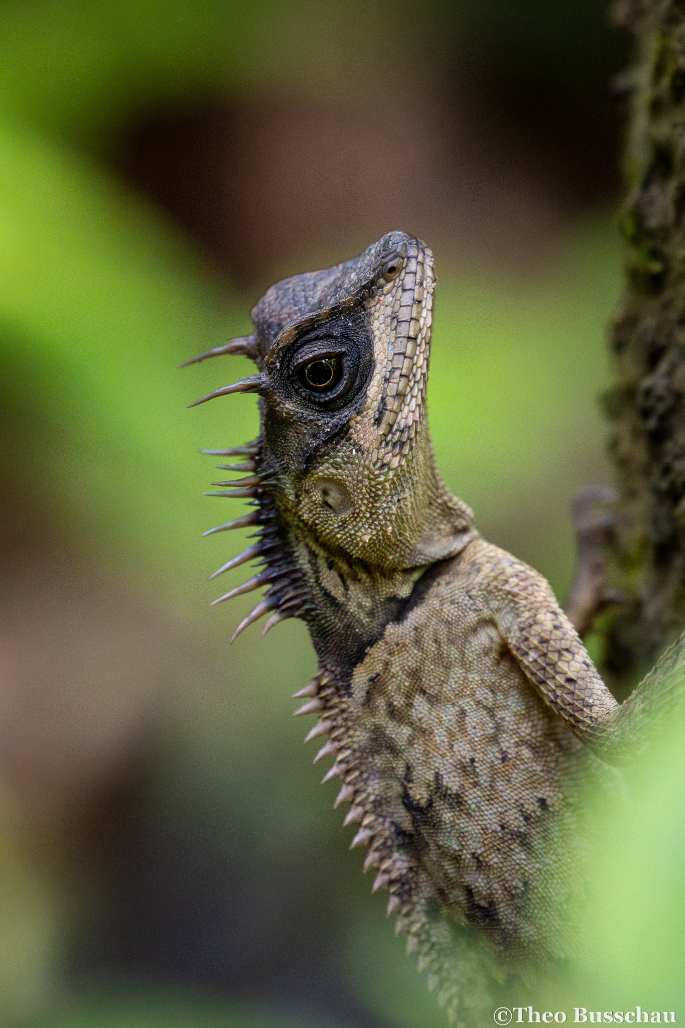 Phuket horned tree agama, Phuket, Thailand.