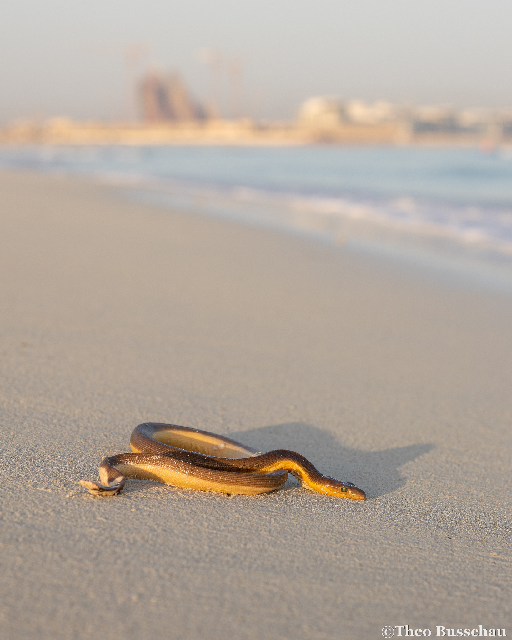 Yellow-bellied sea snake, Abu Dhabi, United Arab Emirates.