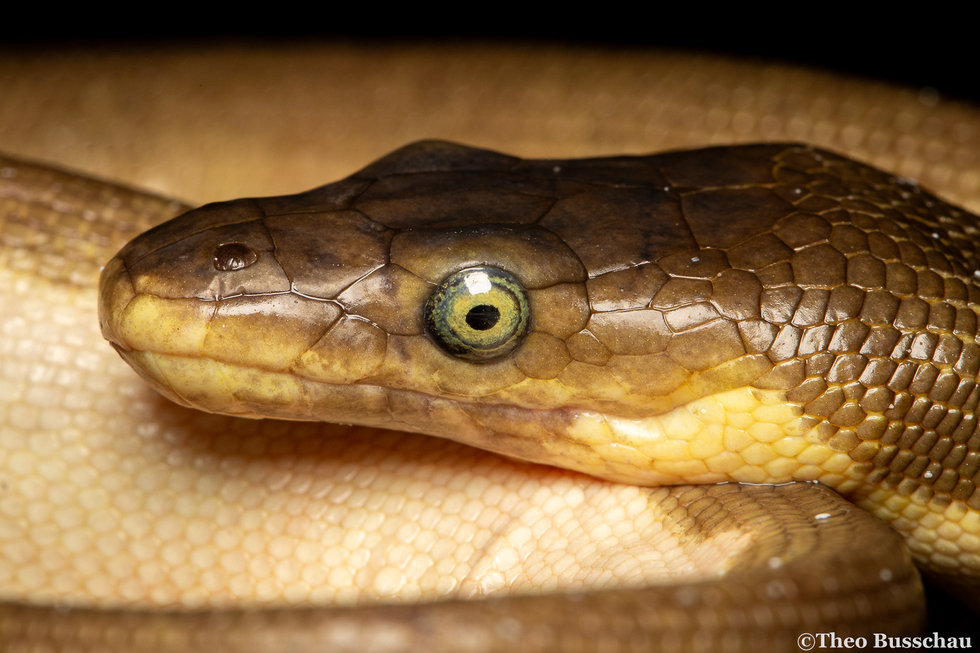 Yellow-bellied sea snake, Abu Dhabi, United Arab Emirates.