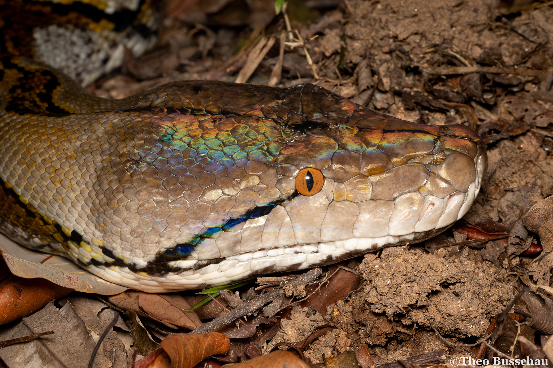 Reticulated python, Singapore.